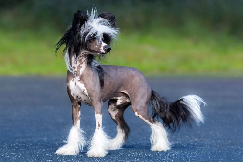 Hairless