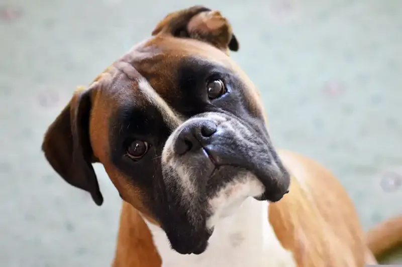 Boxer: Eternal Puppy with Health Concerns