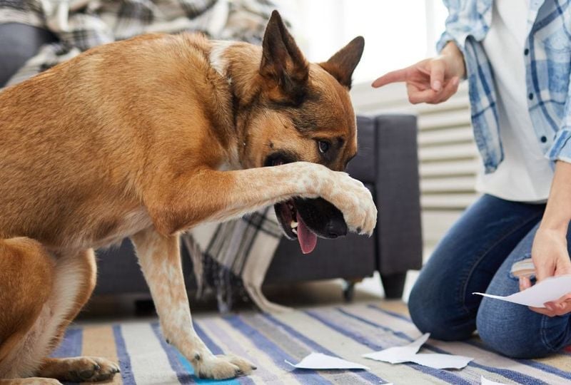 Aggressive or Short-Tempered Individuals