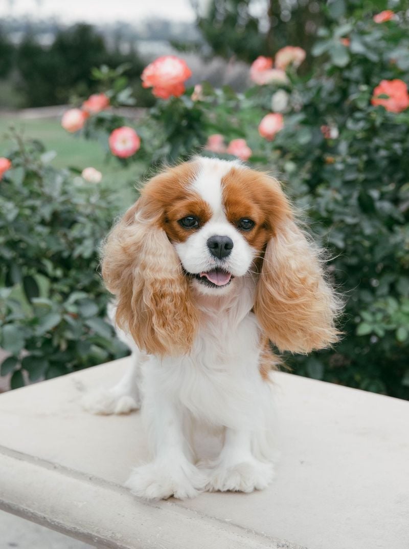 Cavalier King Charles Spaniel: Silky Royalty