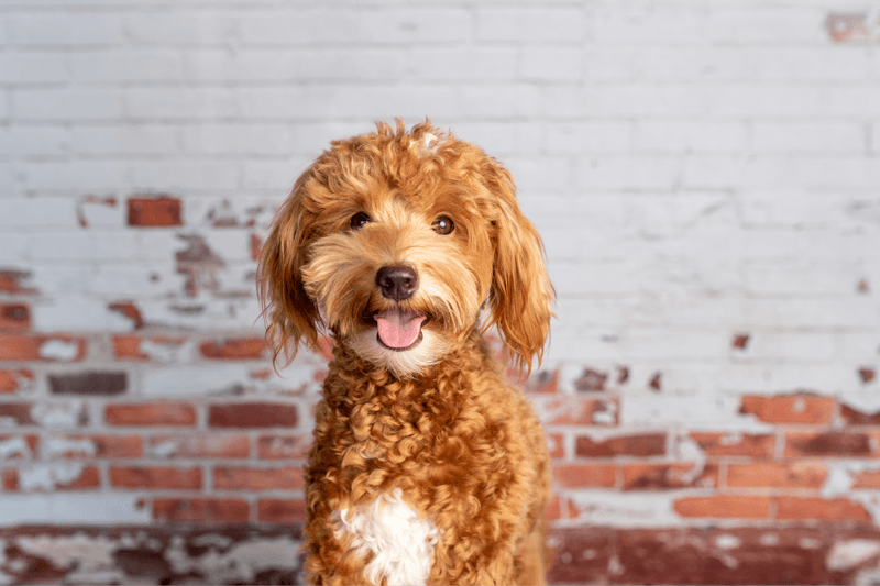 Goldendoodle: The Sunshine Dog