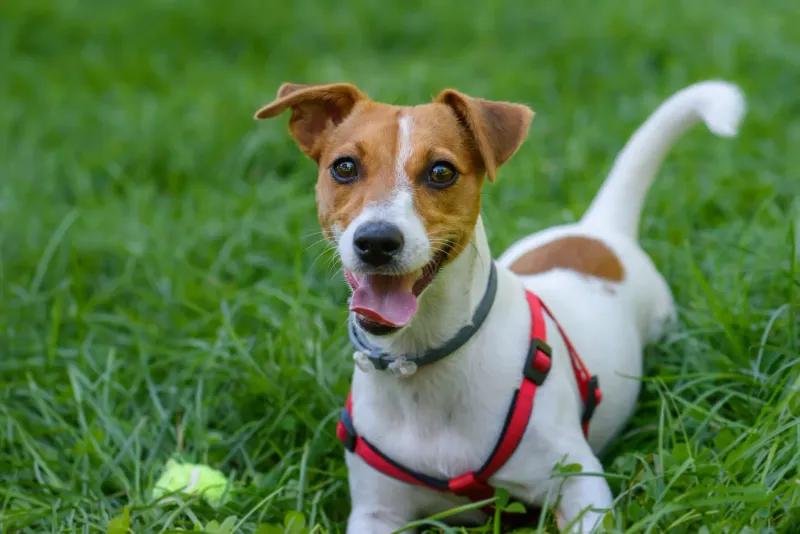 ENTP – Jack Russell Terrier