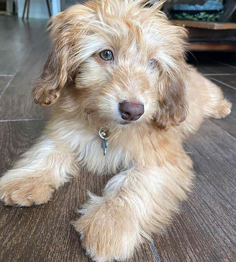 Doxiepoo: The Long, Curly Charmer
