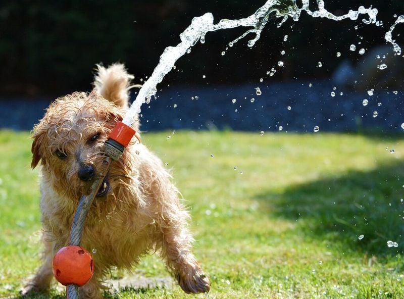 Marathon Play Sessions Cause Heat Exhaustion