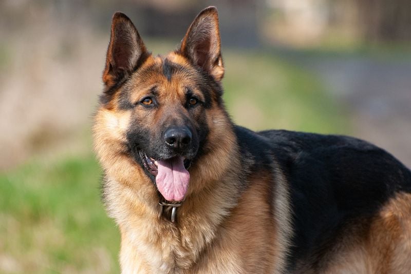 German Shepherd: The Loyal Protector Who Craves Companionship