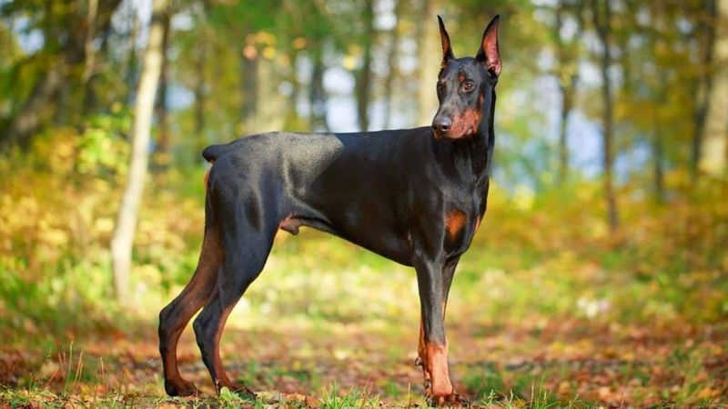 Doberman Pinscher: Precision Athletes Need Mental Challenges