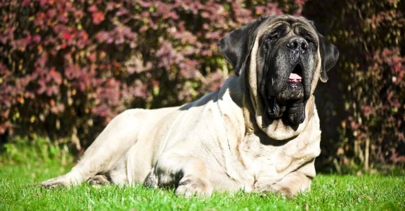 Mastiff: The Ancient Guardian With Heavyweight Status