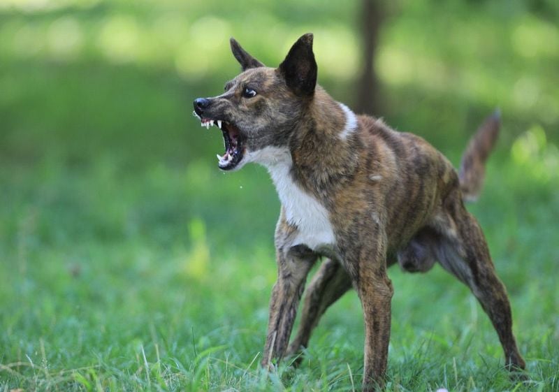Growling Should Always Be Corrected