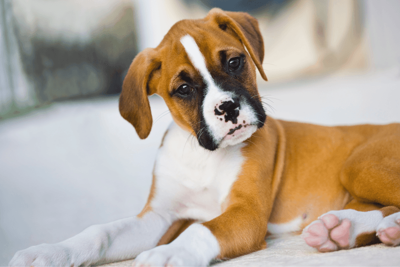 Boxer