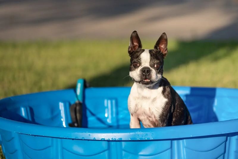 Boston Terrier