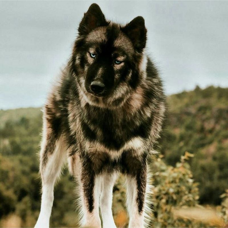 Agouti Husky