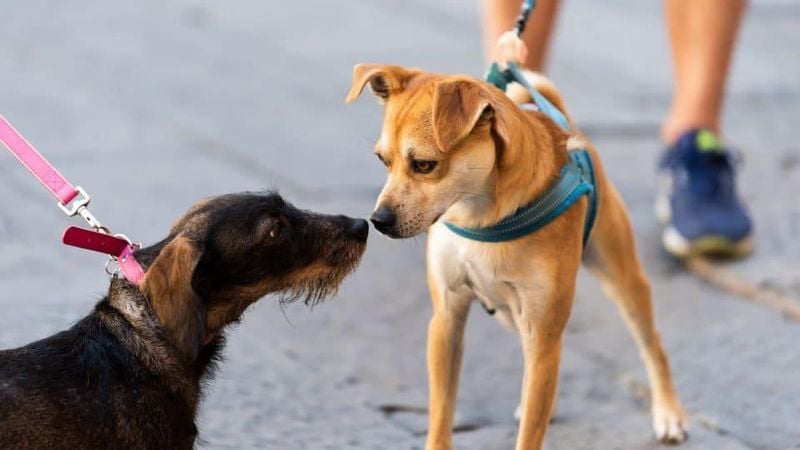 Dog-to-Dog Introduction Techniques
