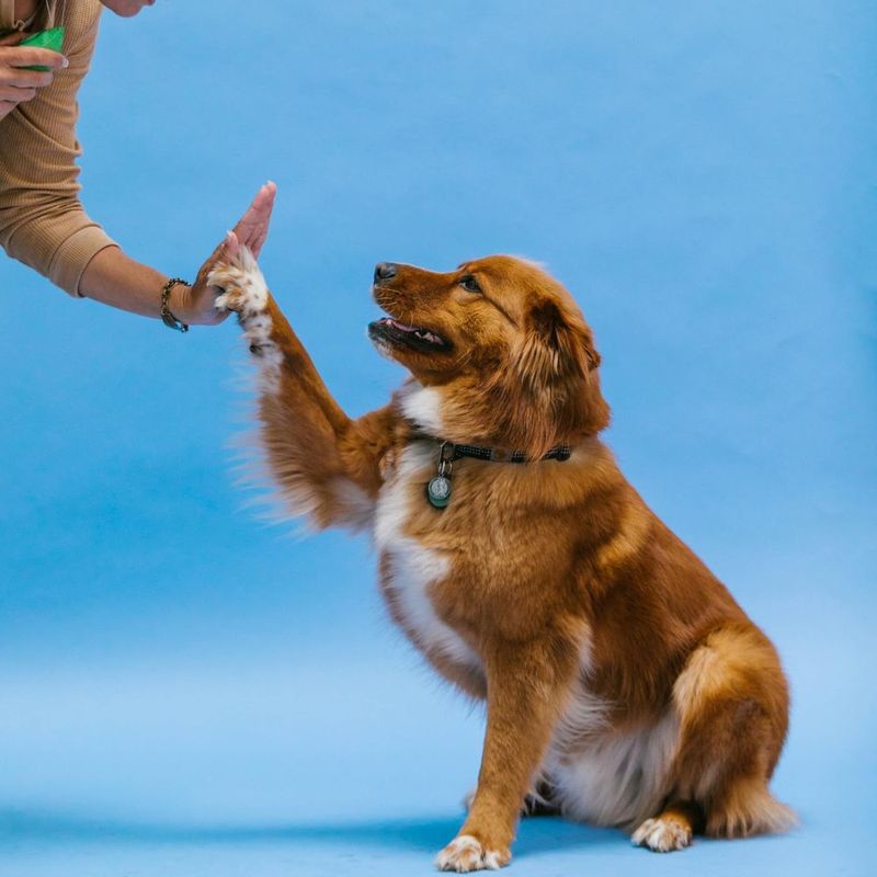 Human Words, Canine Understanding