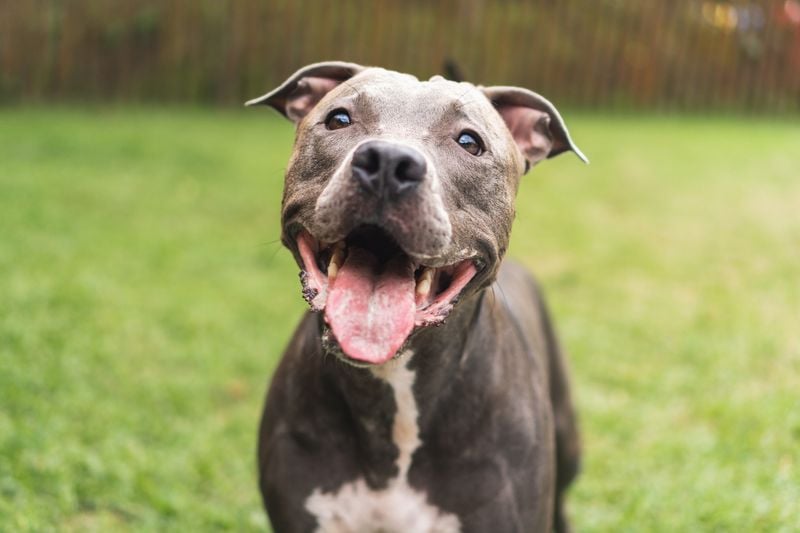 Pit Bull-Type Breeds: Misunderstood Power