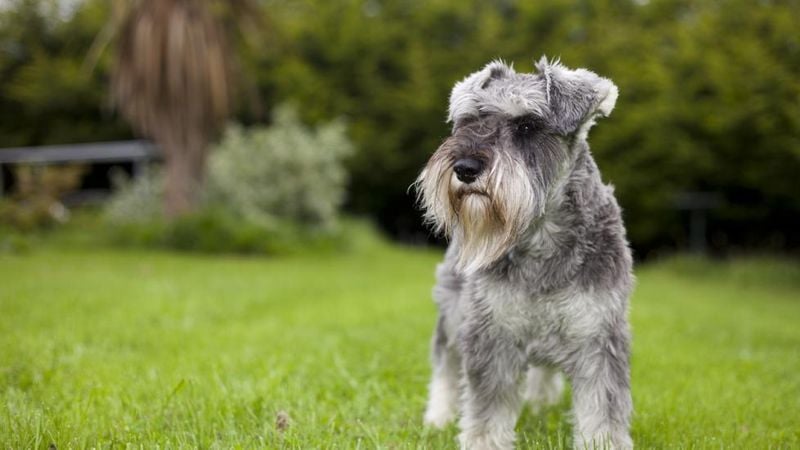 Miniature Schnauzer: The Bearded Senior Citizen