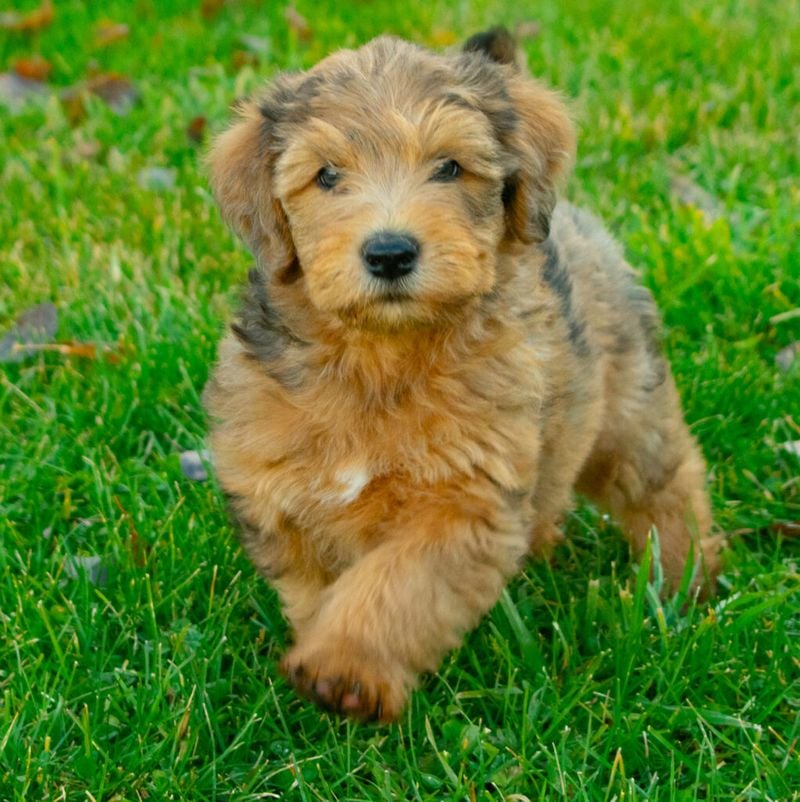 Whoodle: The Willful Worker