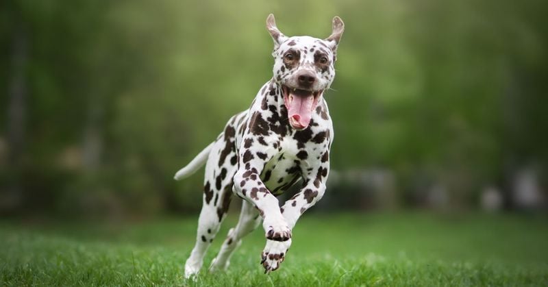 Dalmatian: Not Just a Disney Dream
