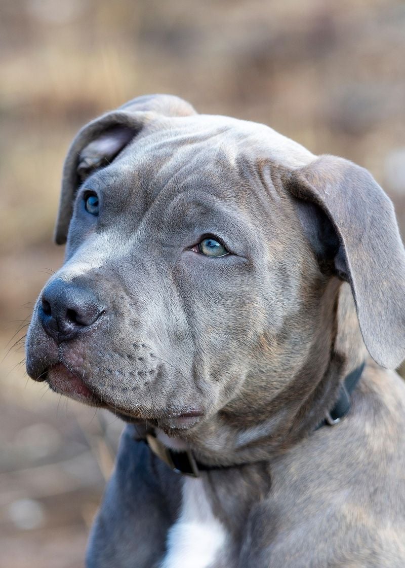American Pit Bull Terrier