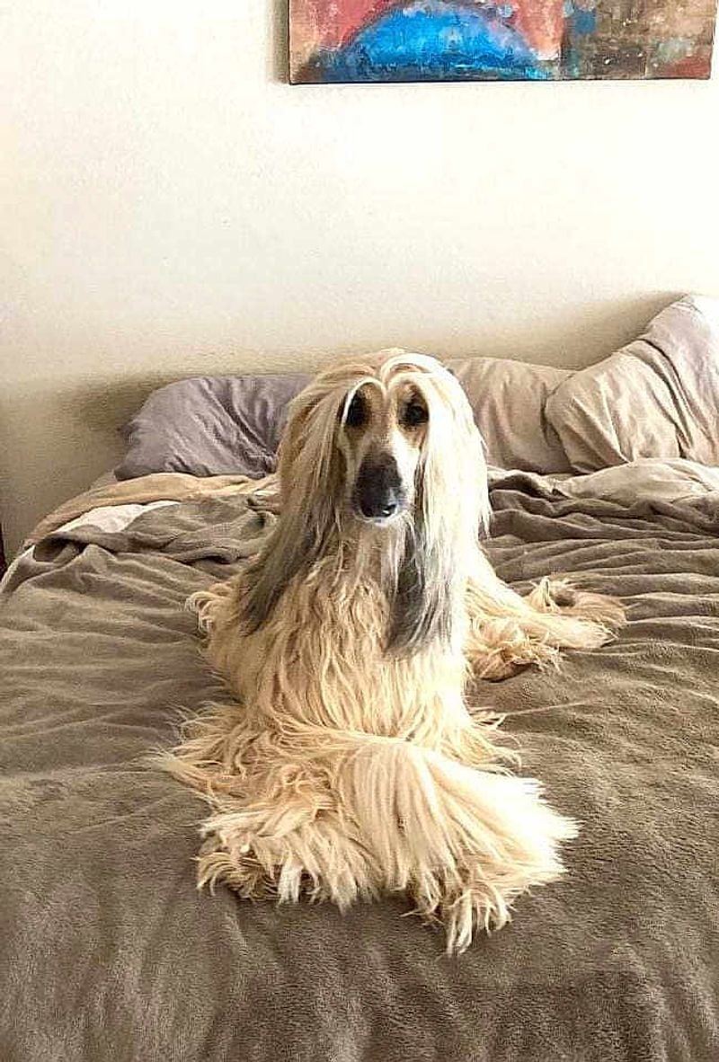 Afghan Hound: Elegant Solo Sleeper