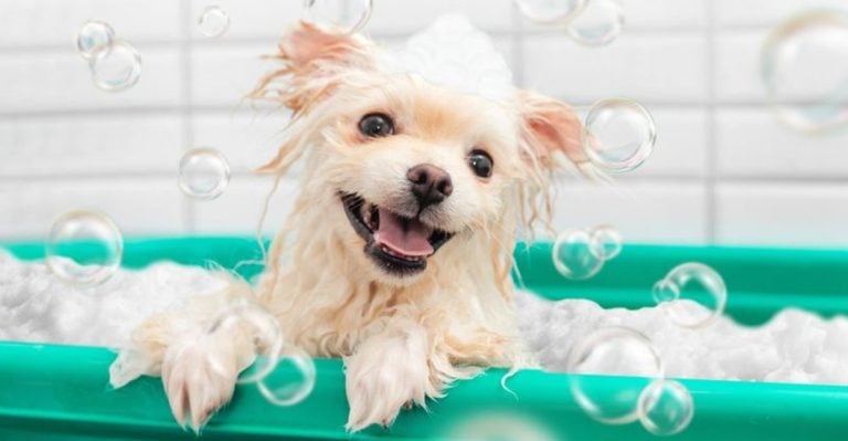 Dog Bathing 101: When, How, and Why You’re Doing It Wrong