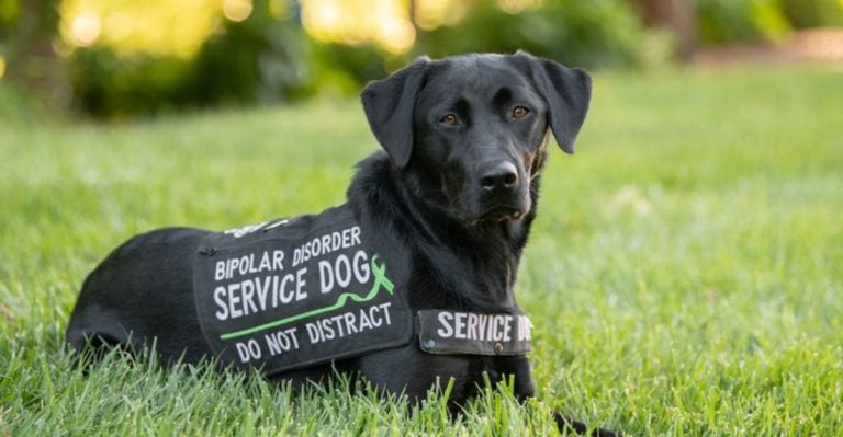 Dogs and Bipolar Owners: 15 Ways Their Companionship Can Boost Your Mood
