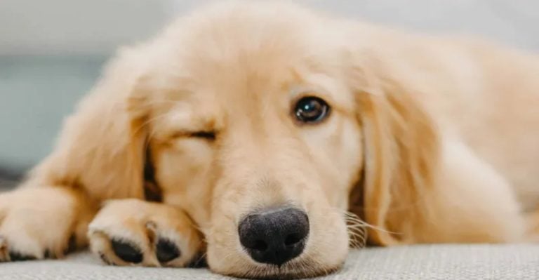 New Study Reveals Dogs Use Blinking to Communicate—Even With Humans