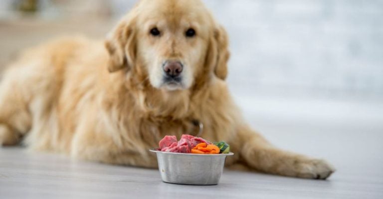Dry vs. Wet vs. RawL Which Dog Diet Is the Best?