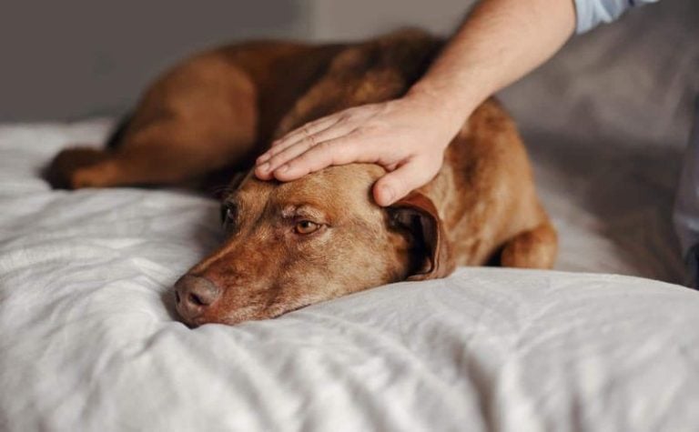 The 30 Worst Dog Foods in the World