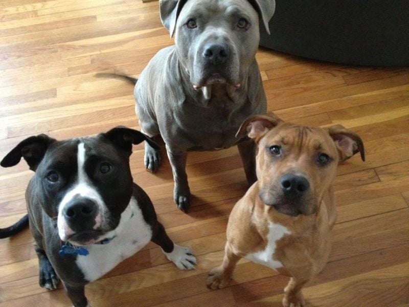 The Rise of Breed-Specific Traits Like Loyalty and Drive