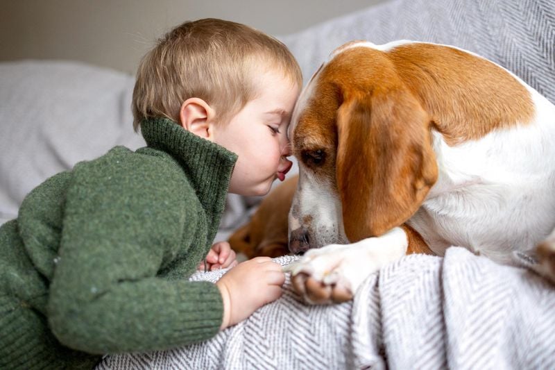 Great with Kids and Other Pets