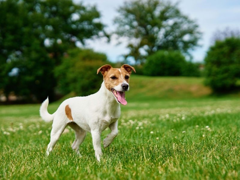 Jack Russell Terrier