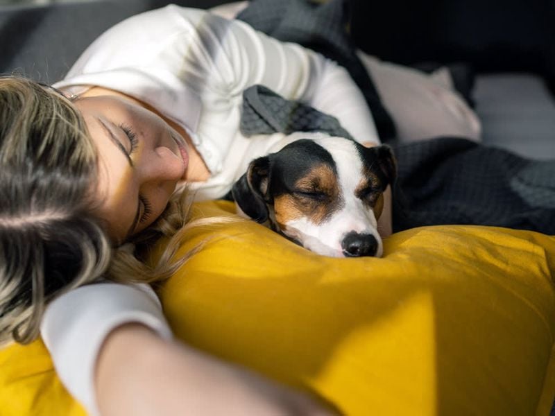 Dogs Dream About Their Favorite Humans