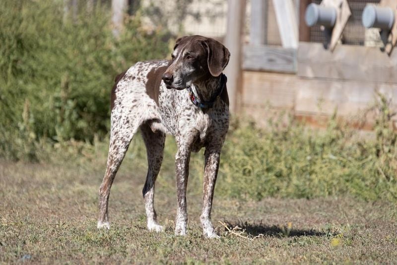 German Shorthaired Pointer: The Endurance Champion