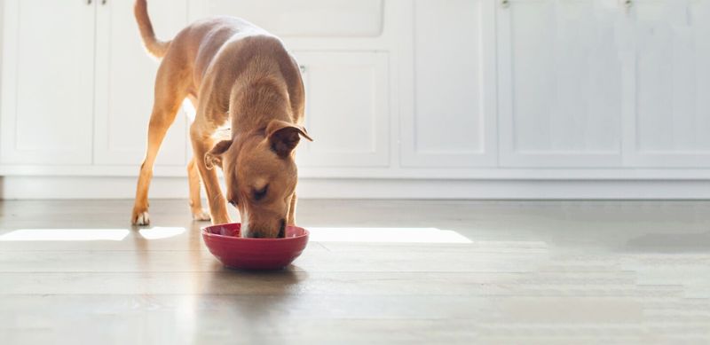 Supercharged Metabolism Needs Constant Fuel
