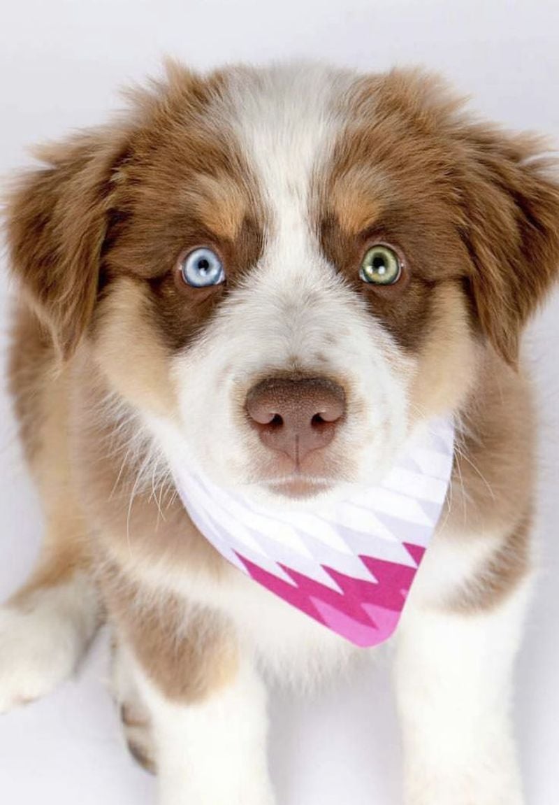 Their Eye Colors Can Be Stunningly Unique