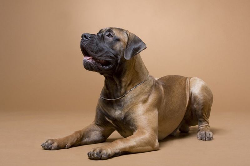 Boerboel: South Africa's Farm Protector