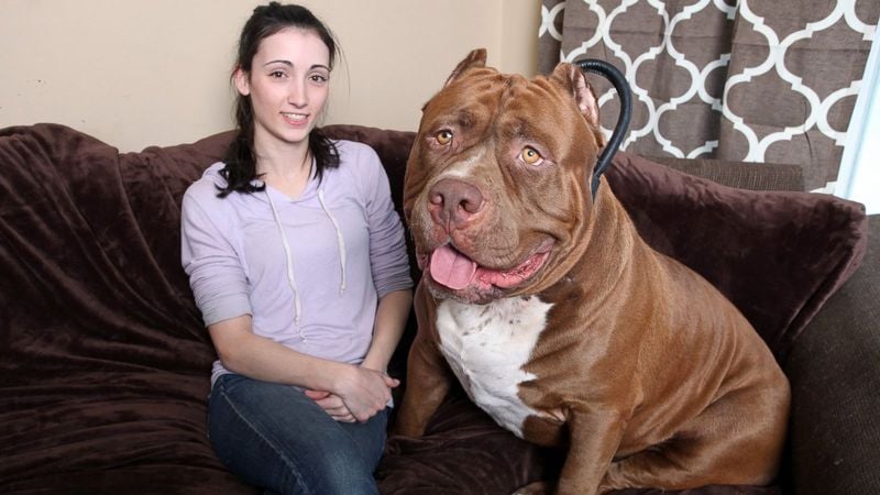 Hulk (The 150-Pound Bully)