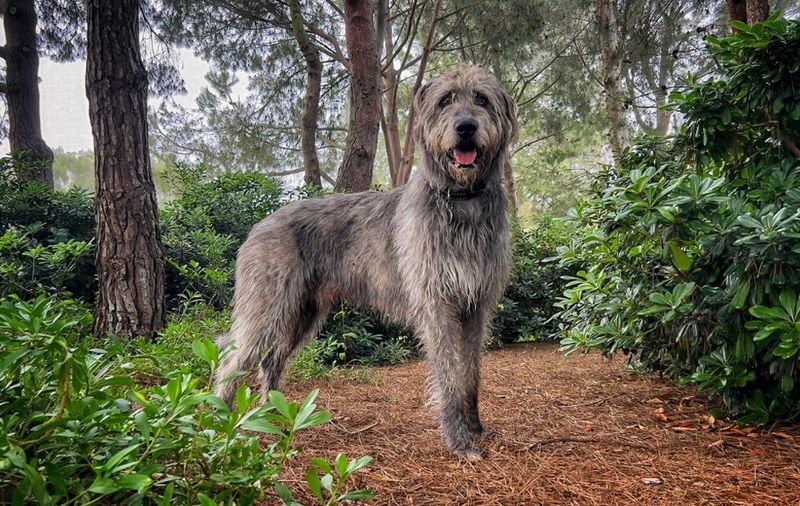 The Gentle Giant: Irish Wolfhound