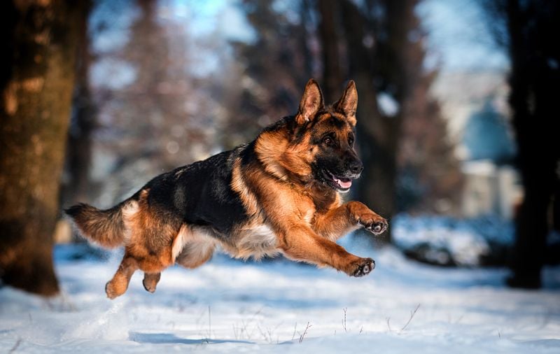 German Shepherd – The Versatile Working Dog (238 PSI)