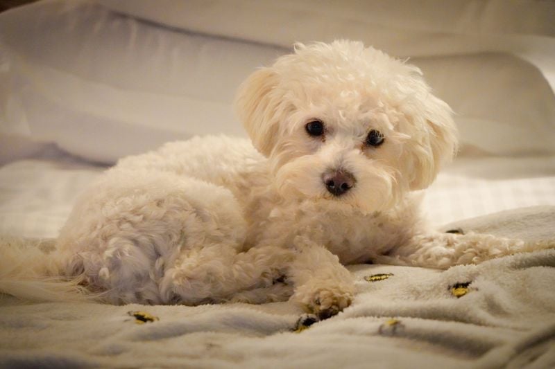 Bichon Frise: The Cotton-Ball Therapist
