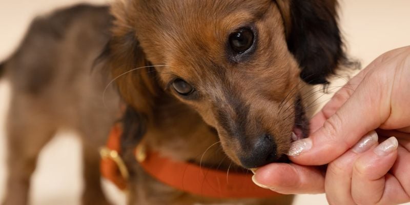 Offer Treats or Toys