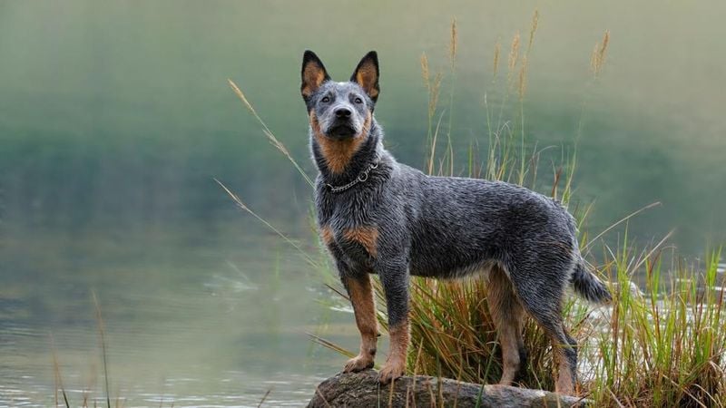 Australian Cattle Dog: Outback Survivor