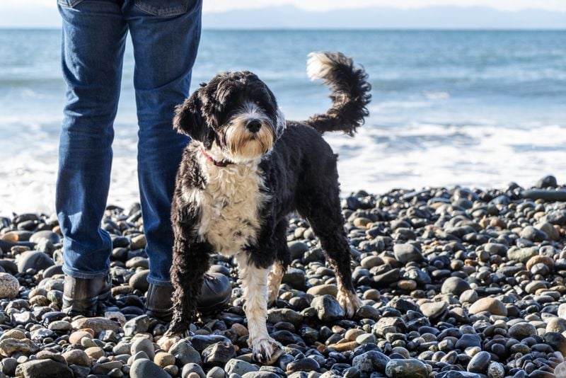 Portuguese Water Dog: The Presidential Paddler