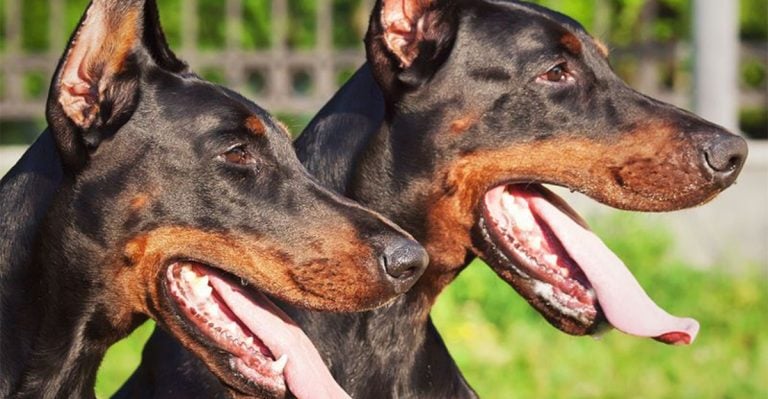European Doberman vs American Doberman: 10 Key Differences
