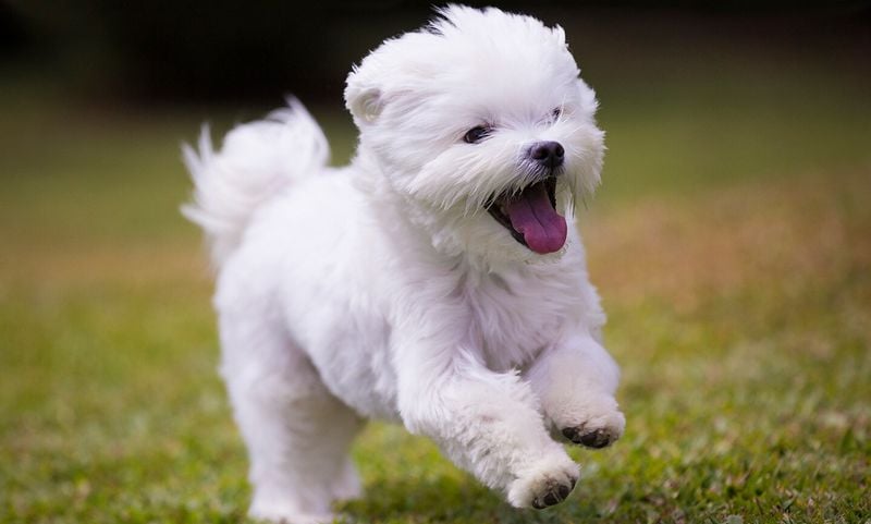 Maltese: The Ancient Anxiety Alleviator