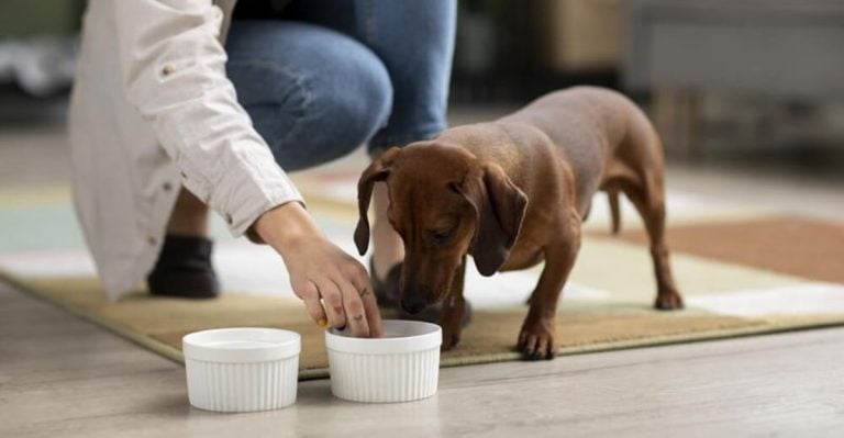 Everything You Need to Know About Feeding Dogs on a Rotational Diet