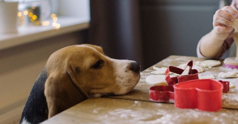 Experts Reveal 12 Surprising Foods That Are Toxic to Dogs