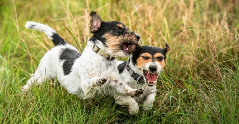 Experts Say These 11 Dog Breeds Are More Likely to Bite