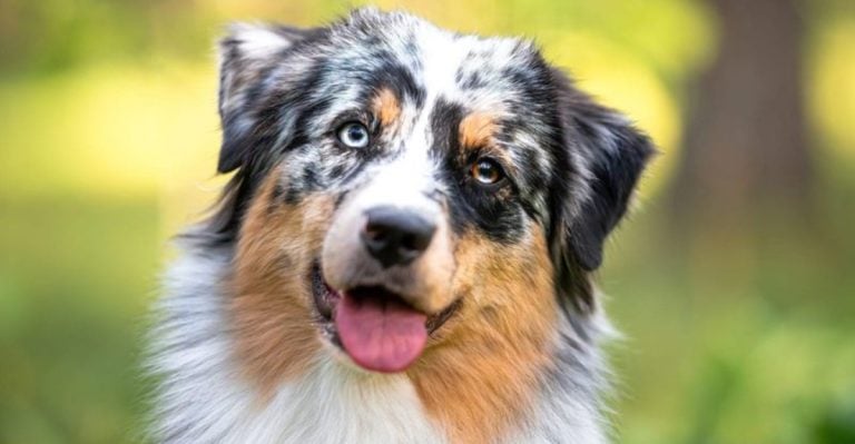 Experts Say These 8 Dog Breeds Are the Most Emotionally In Tune