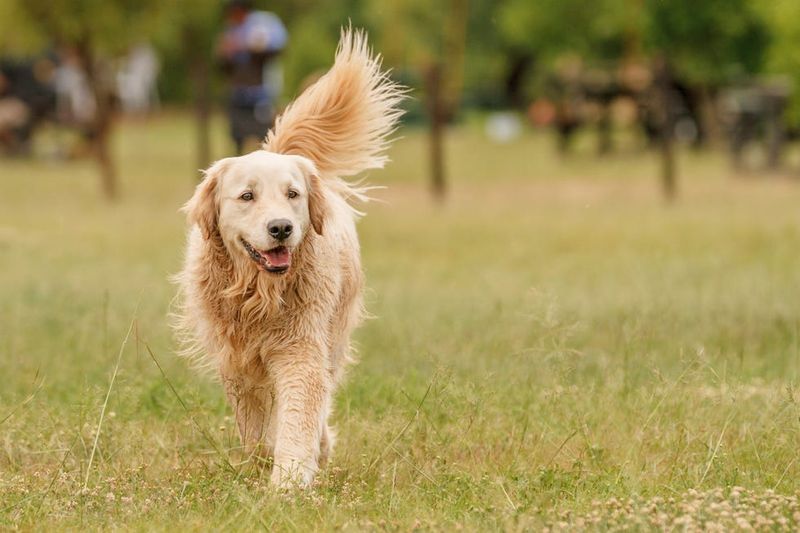 Golden Retriever: The Heart With Paws